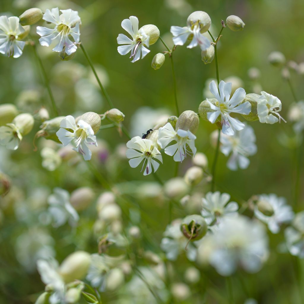 Silène enflé ou commun - Silene vulgaris