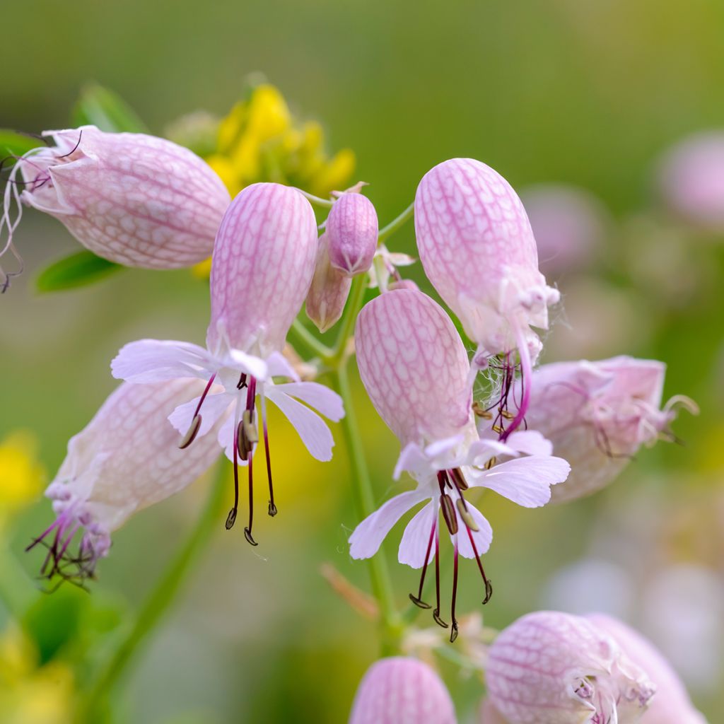 Silène enflé ou commun - Silene vulgaris