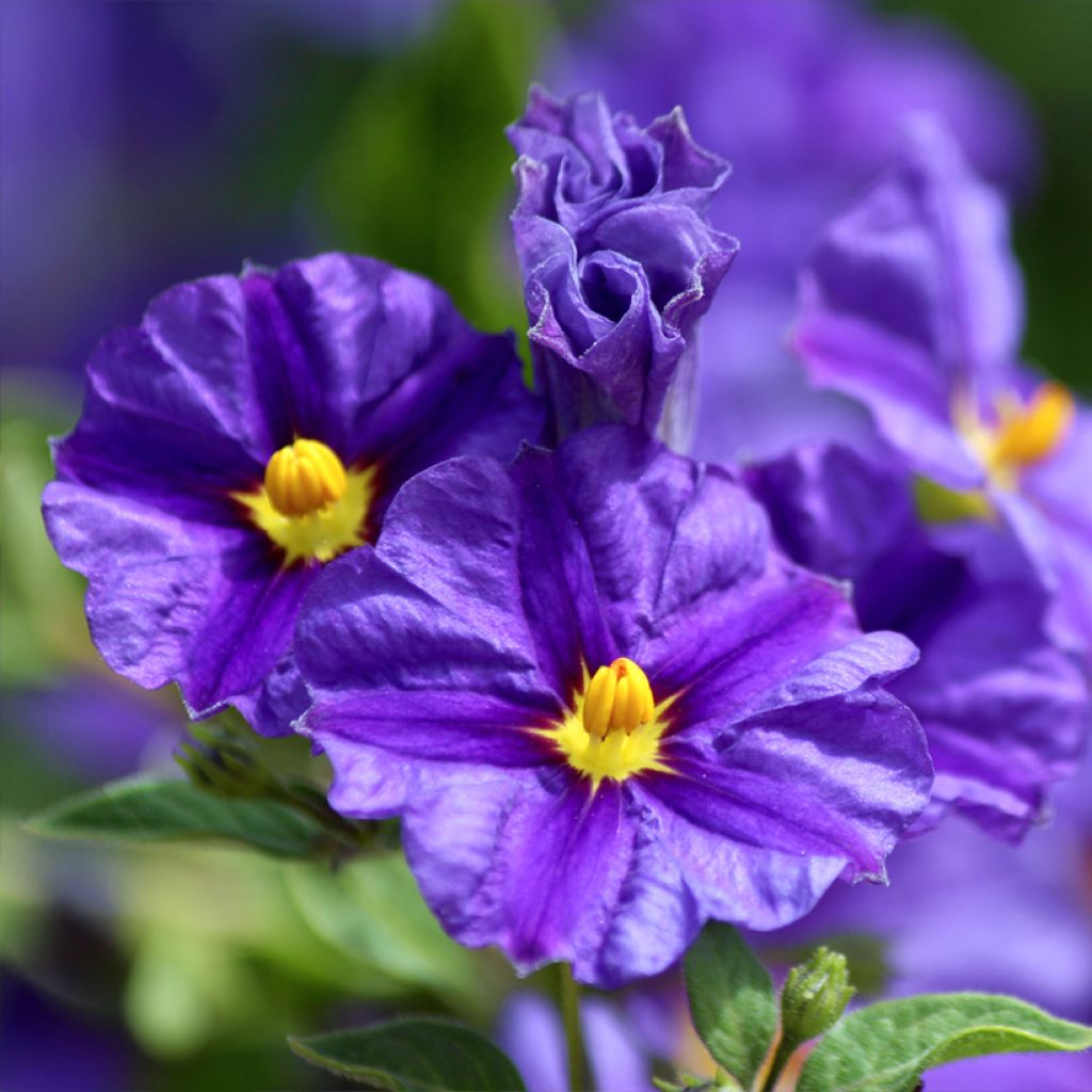 Solanum rantonnetii - Gentiane en Arbre