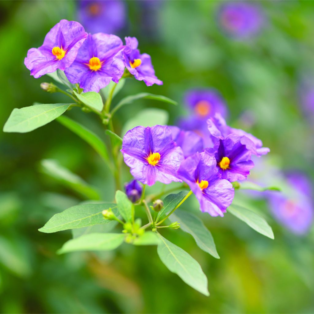 Solanum rantonnetii - Gentiane en Arbre