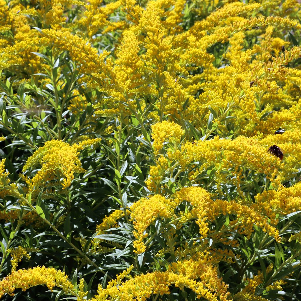 Solidago caesia - Verge d'or bleuâtre