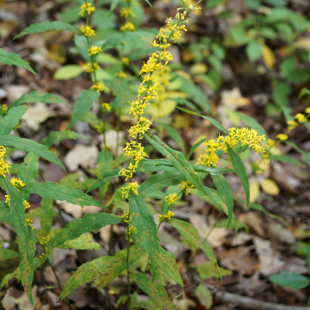 Solidago caesia - Verge d'or bleuâtre