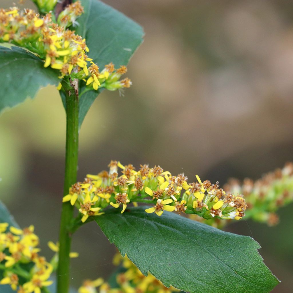 Solidago caesia - Verge d'or bleuâtre