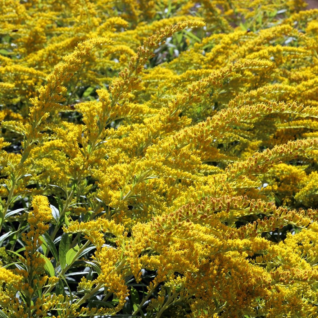 Solidago caesia - Verge d'or bleuâtre