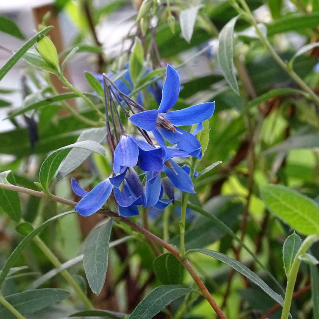 Sollya heterophylla Ultra Blue