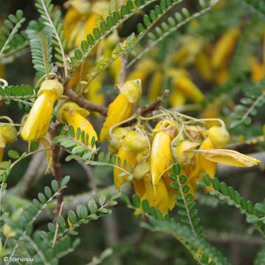 Sophora microphylla Dragon's Gold - Sophora nain