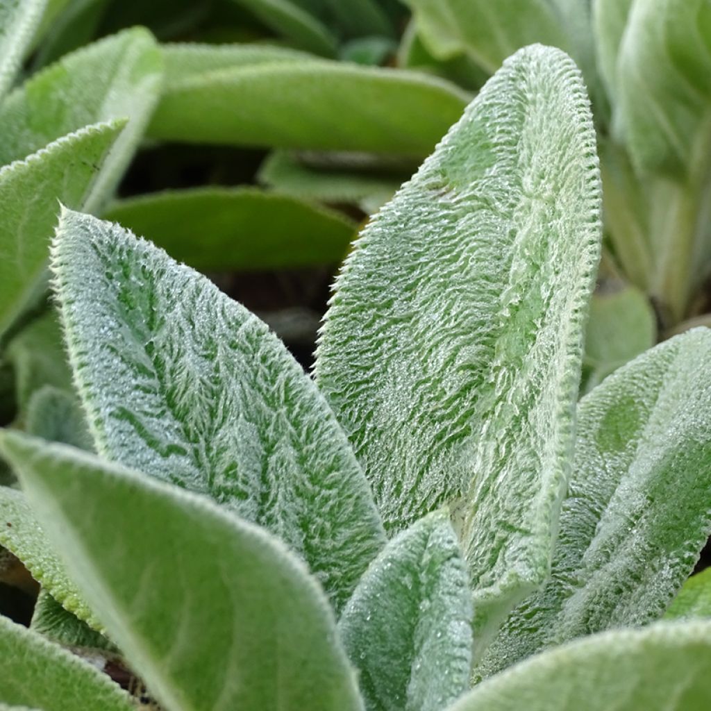 Stachys byzantina Big Ears - Oreille d'ours