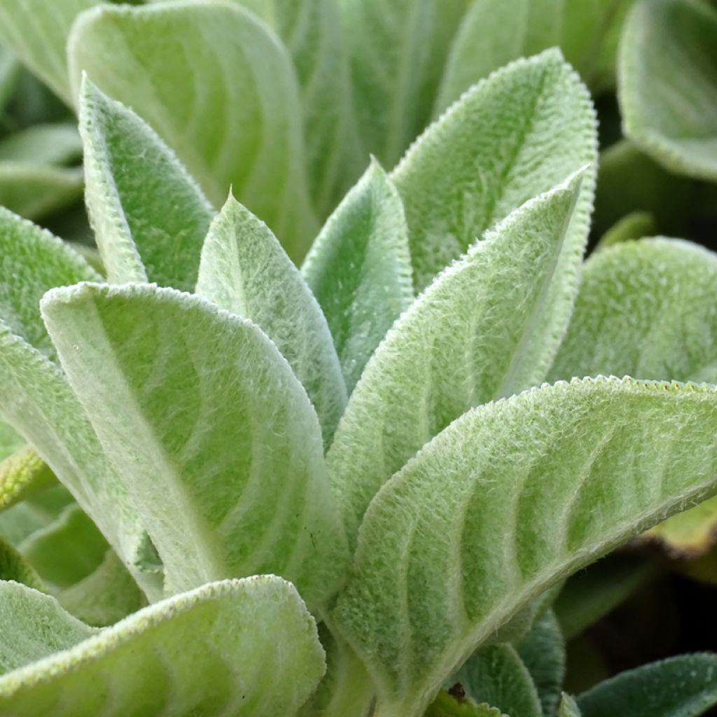 Stachys byzantina Big Ears - Oreille d'ours