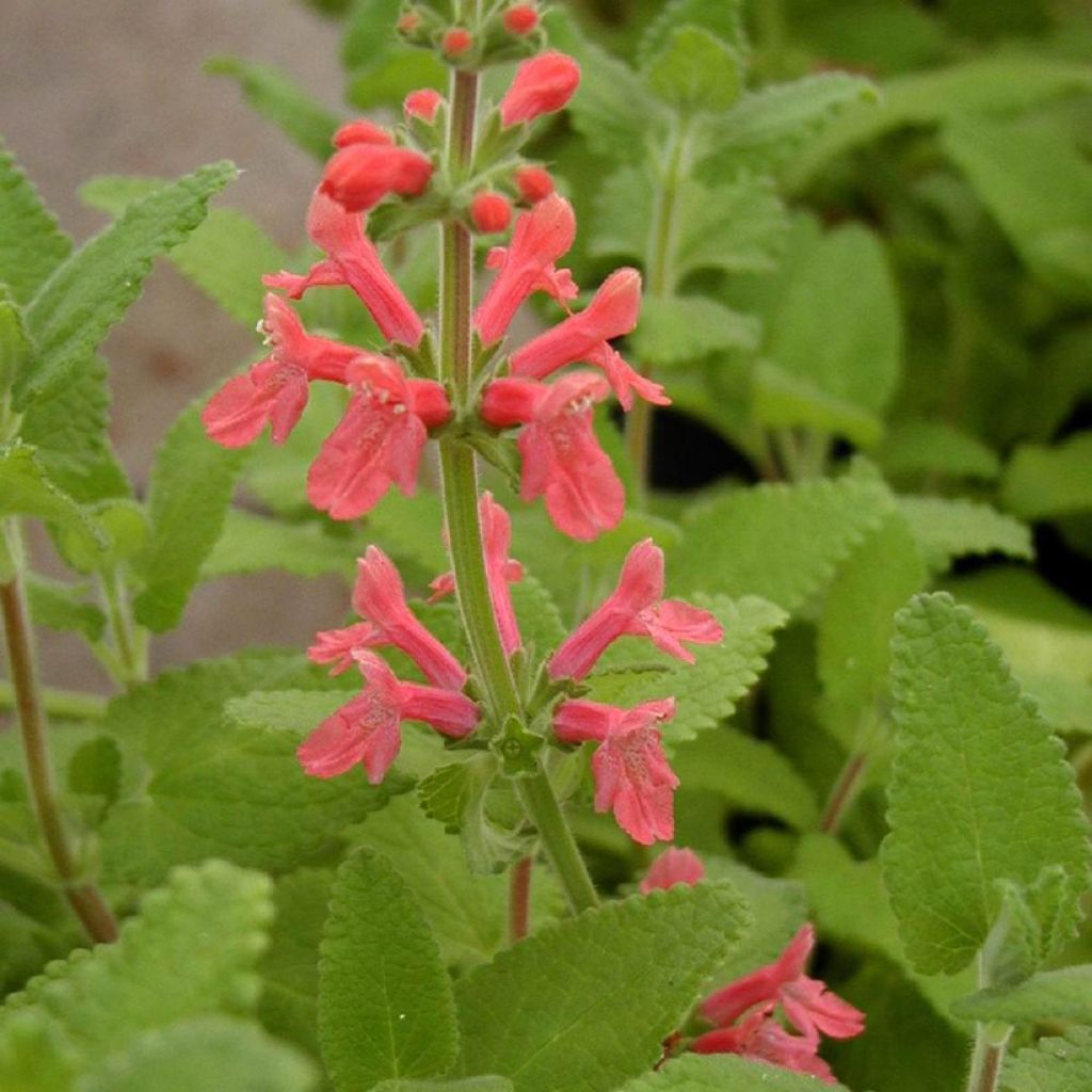 Stachys coccinea - Epiaire rouge