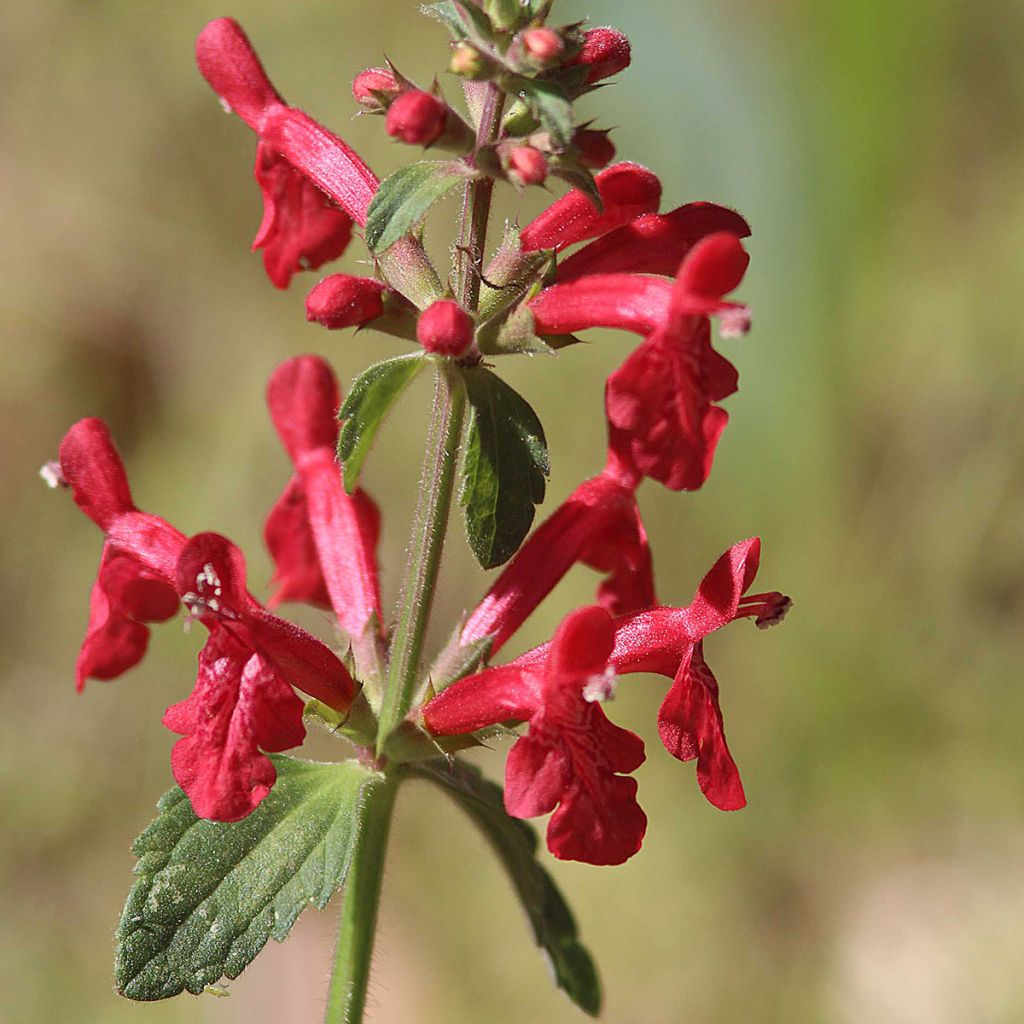 Stachys coccinea - Epiaire rouge