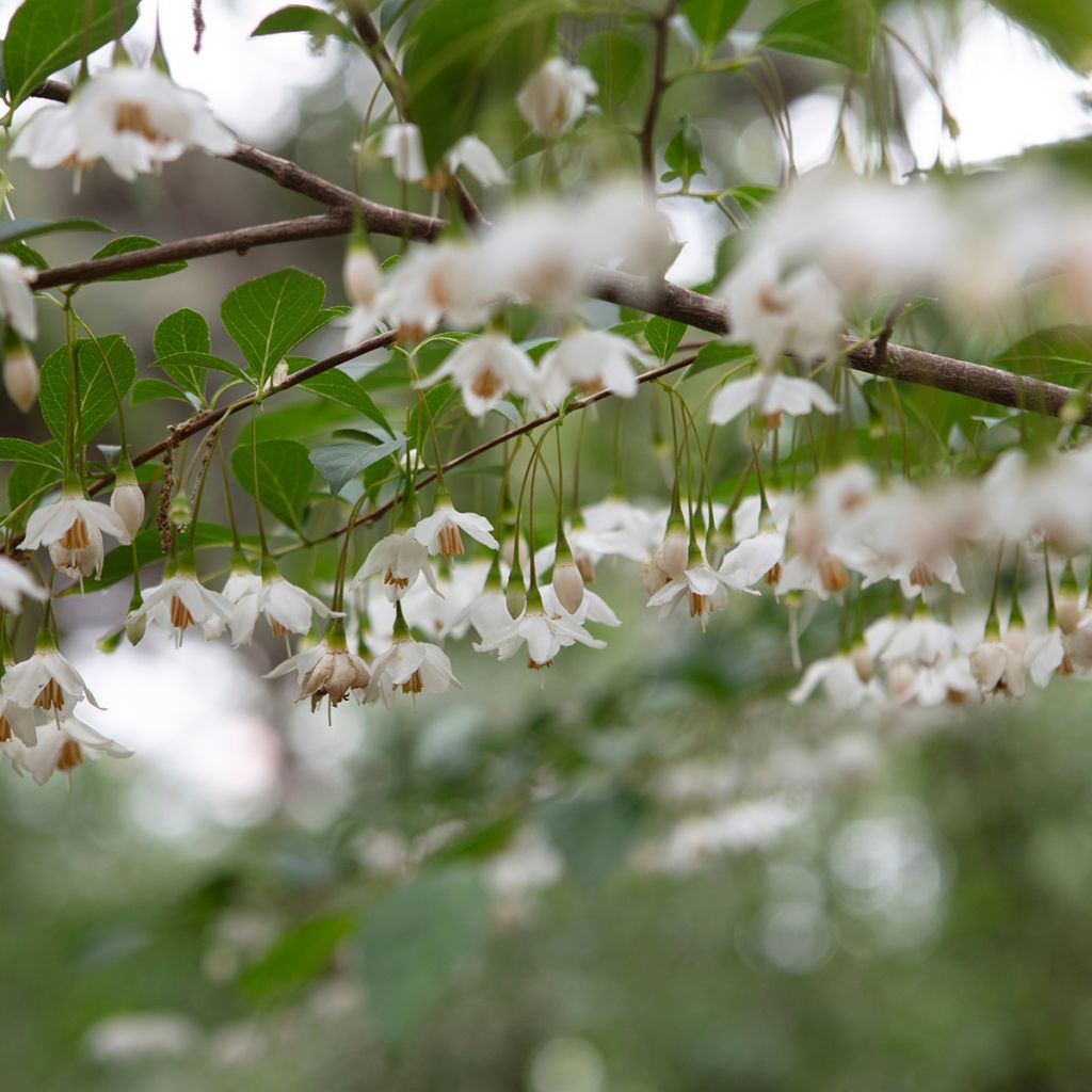 Styrax japonicus Snowfall - Styrax japonais