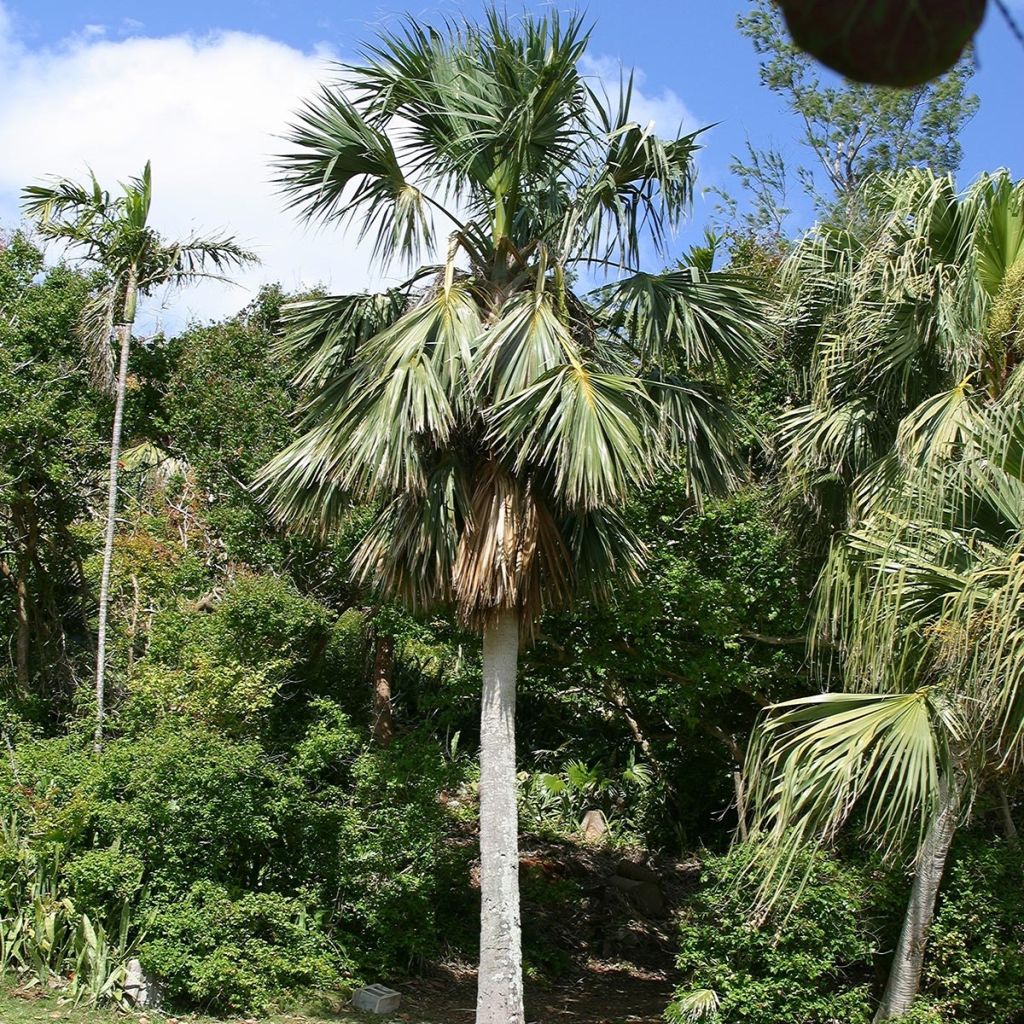 Sabal bermudana - Palmier des Bermudes