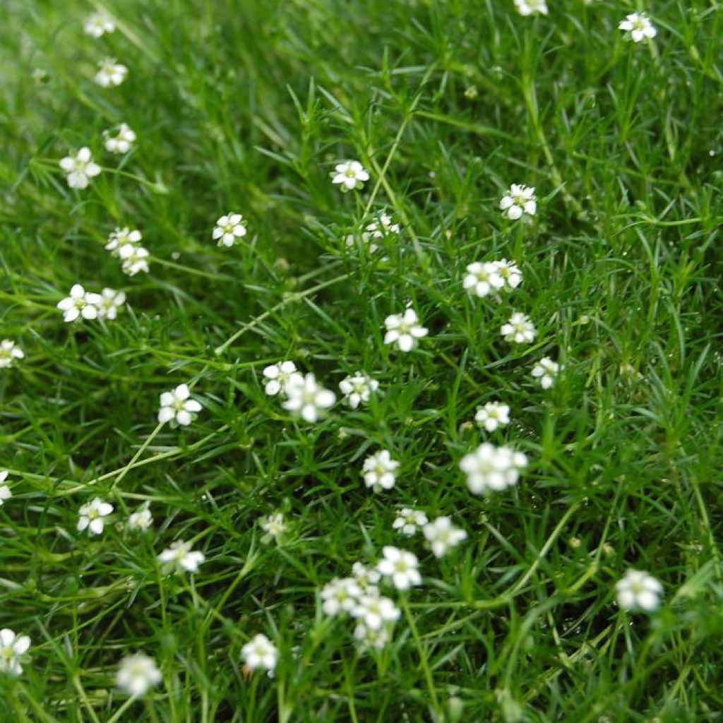 Sagina Green Moss - Sagine subulée