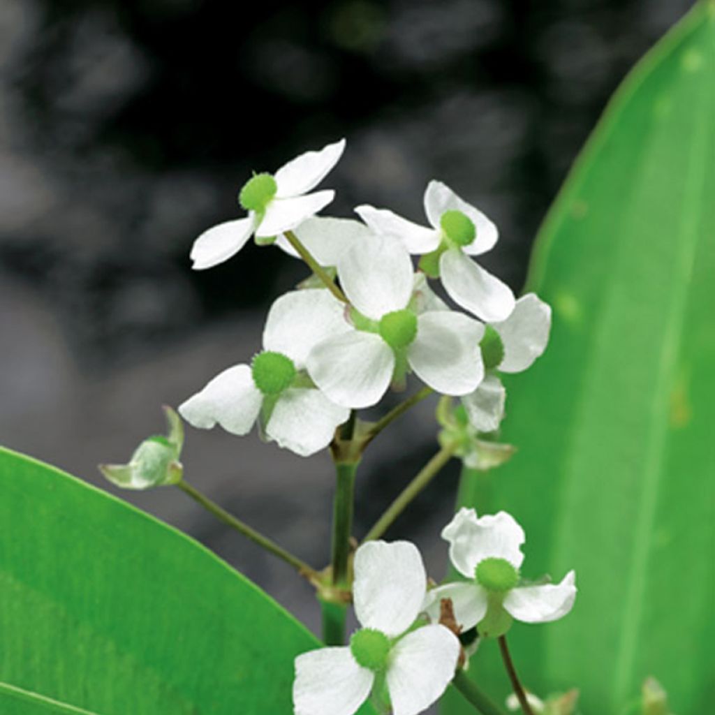 Sagittaria graminea - Sagittaire à feuilles de graminée