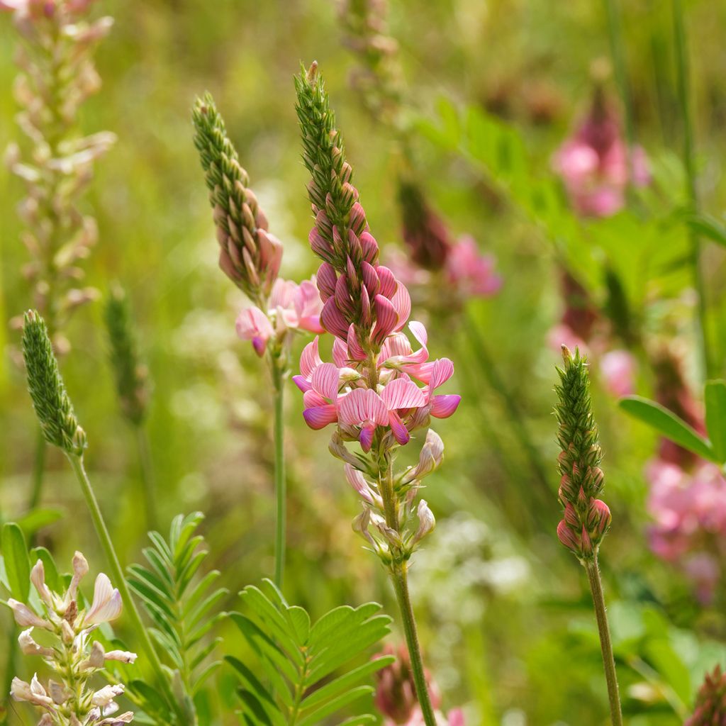 Sainfoin - Engrais vert