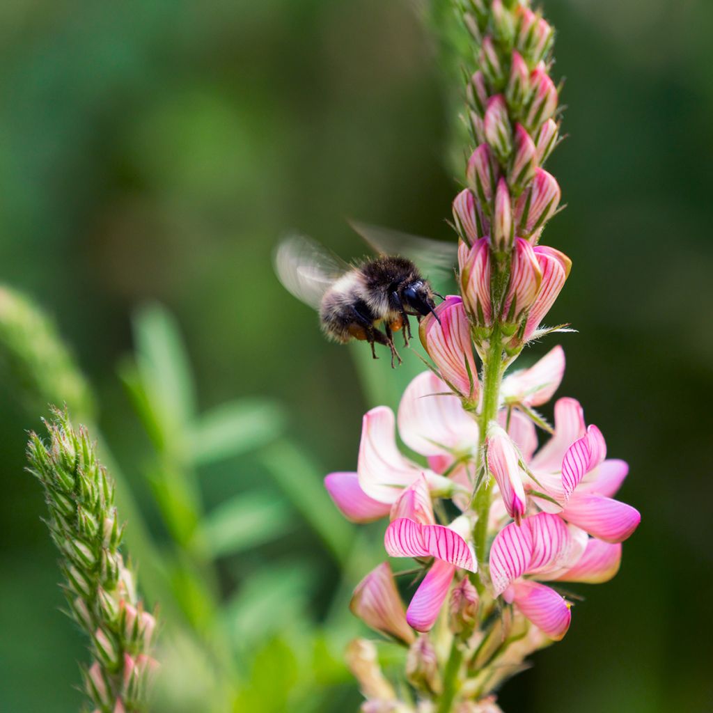 Sainfoin - Engrais vert