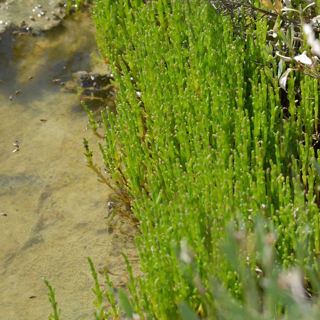 Salicorne d'Europe, Cornichon de mer - Salicornia europaea