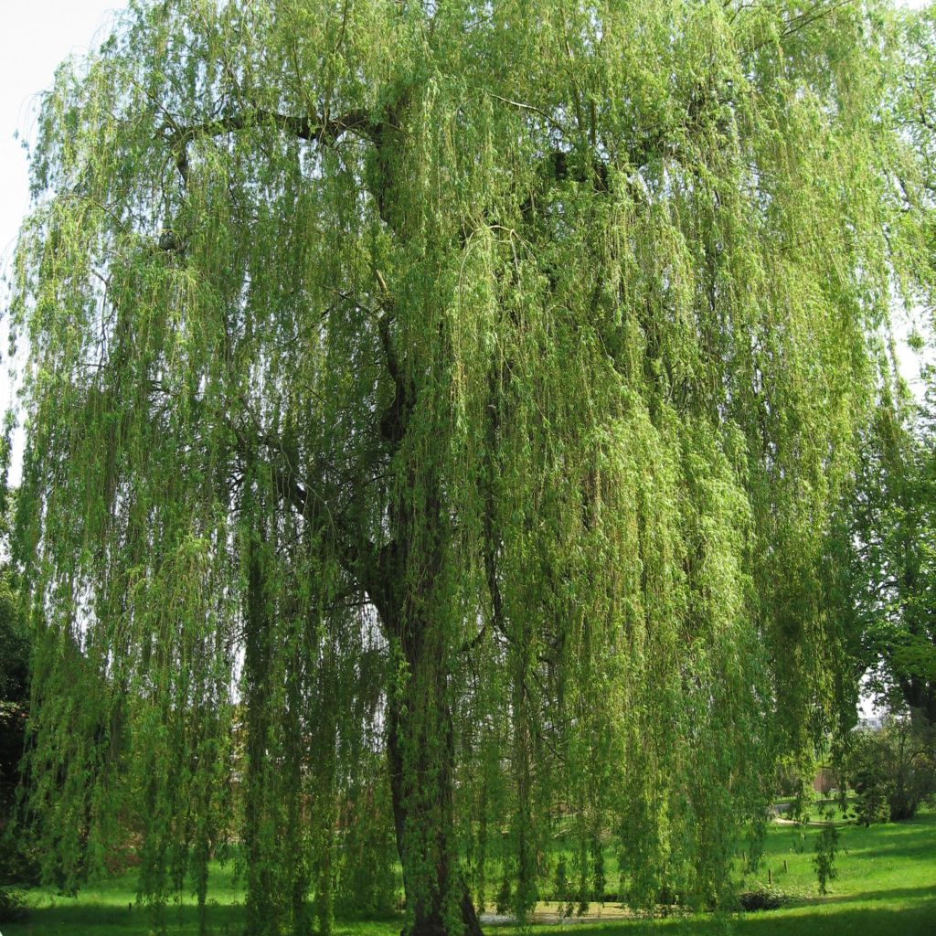 Saule blanc ou pleureur Tritis - Salix alba aux rameaux retombants