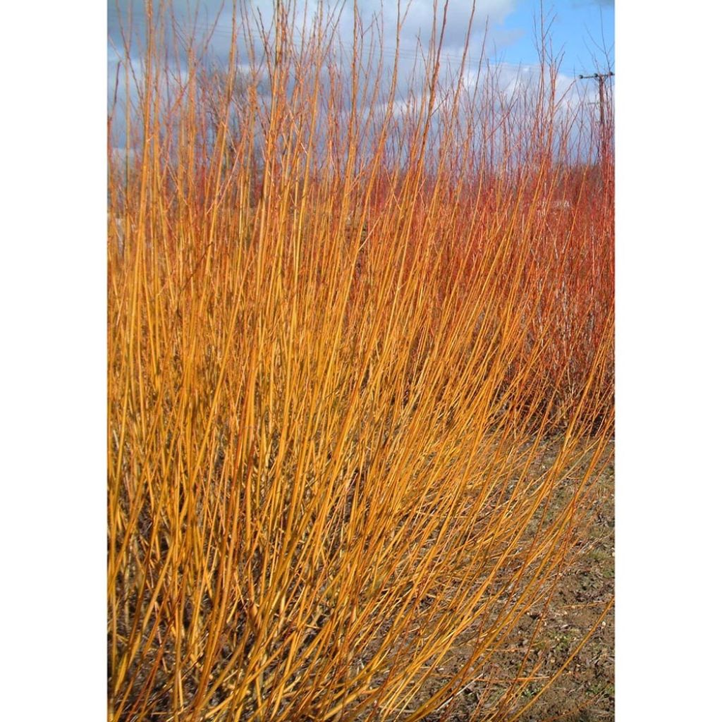 Salix alba Vitellina - Saule doré, amarine
