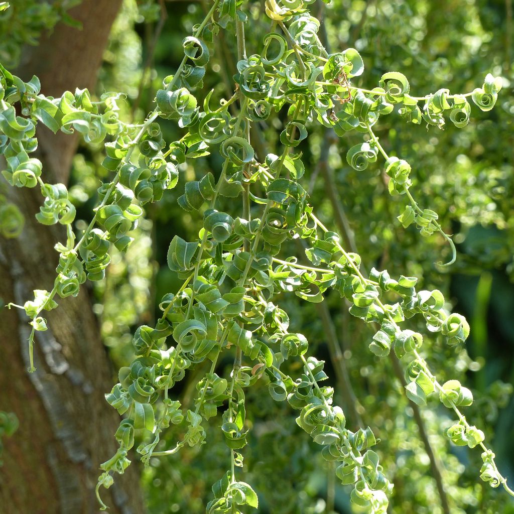 Salix babylonica Crispa