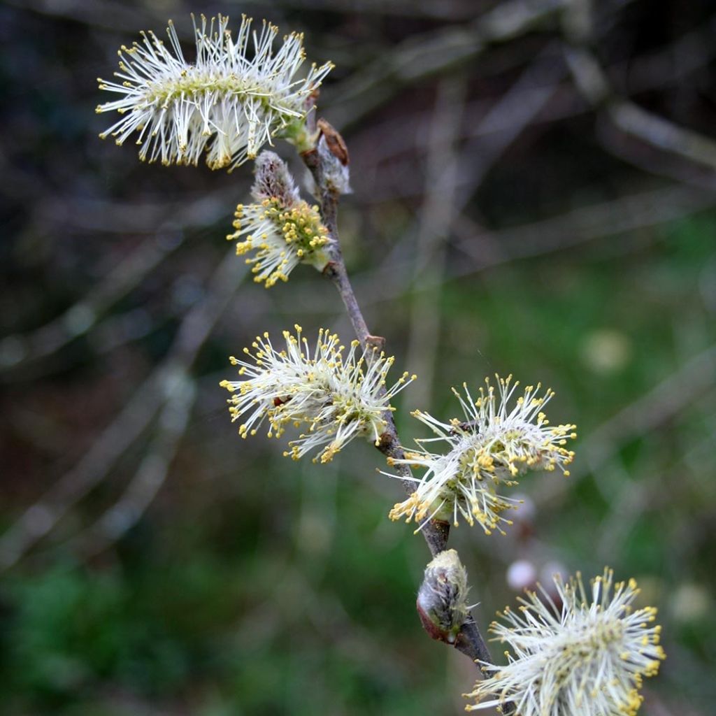 Salix caprea - Saule marsault