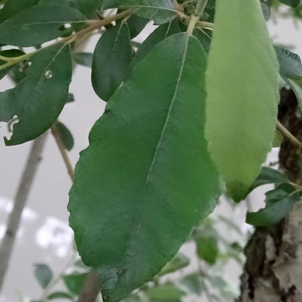 Salix caprea - Saule marsault