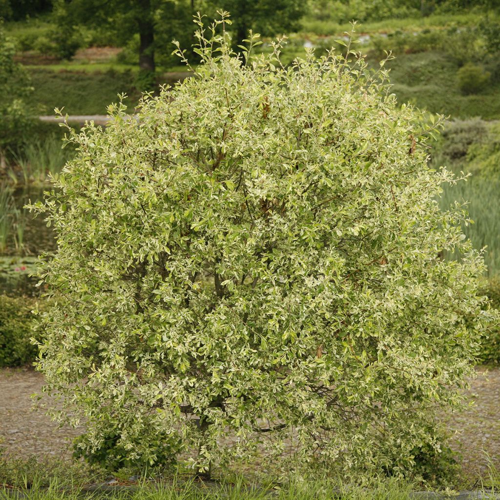 Salix cinerea Tricolor - Saule cendré