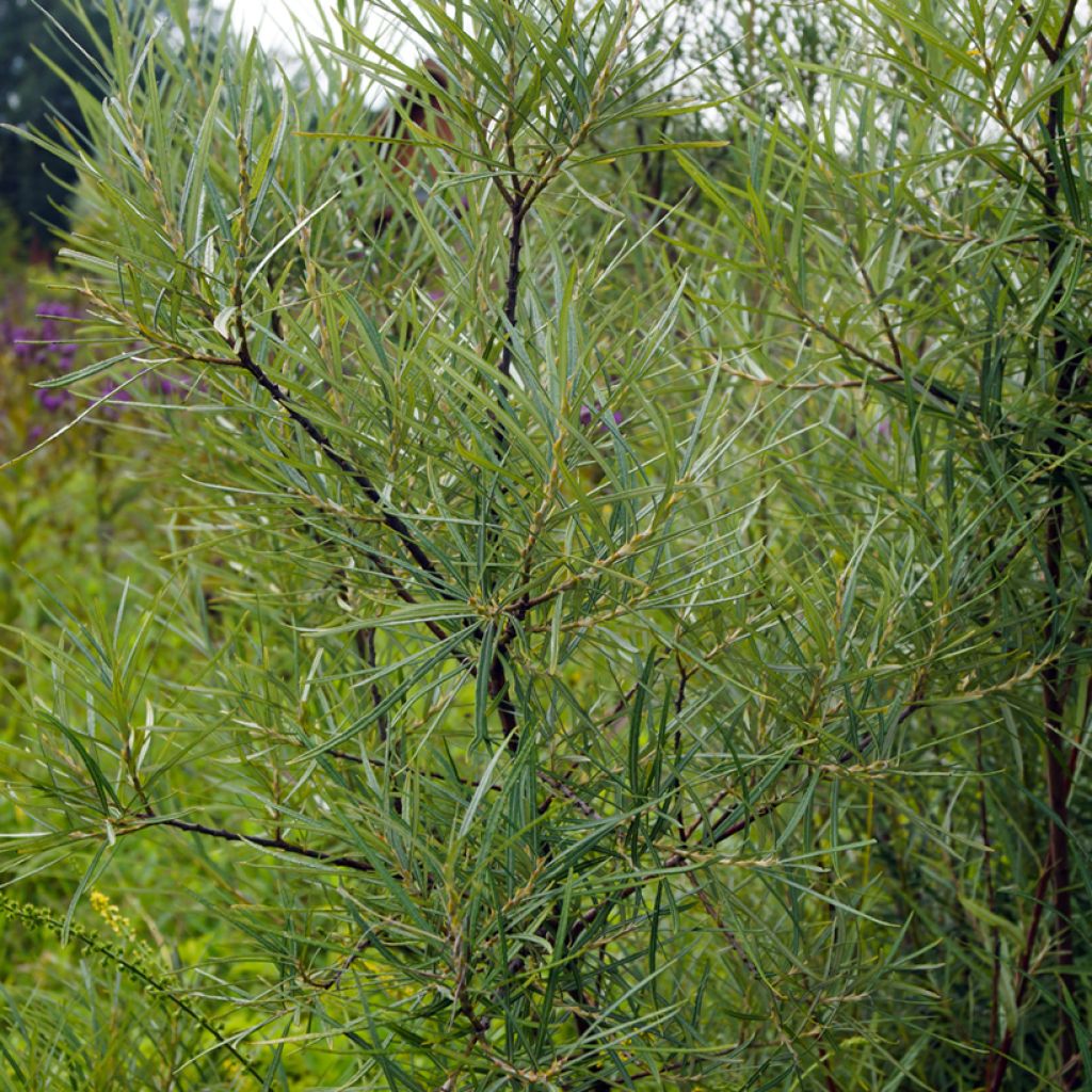 Salix elaeagnos Angustifolia - Saule à feuilles d'argousier