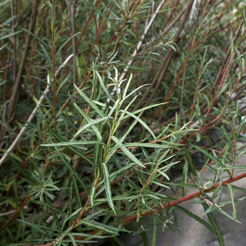 Salix elaeagnos Angustifolia - Saule à feuilles d'argousier
