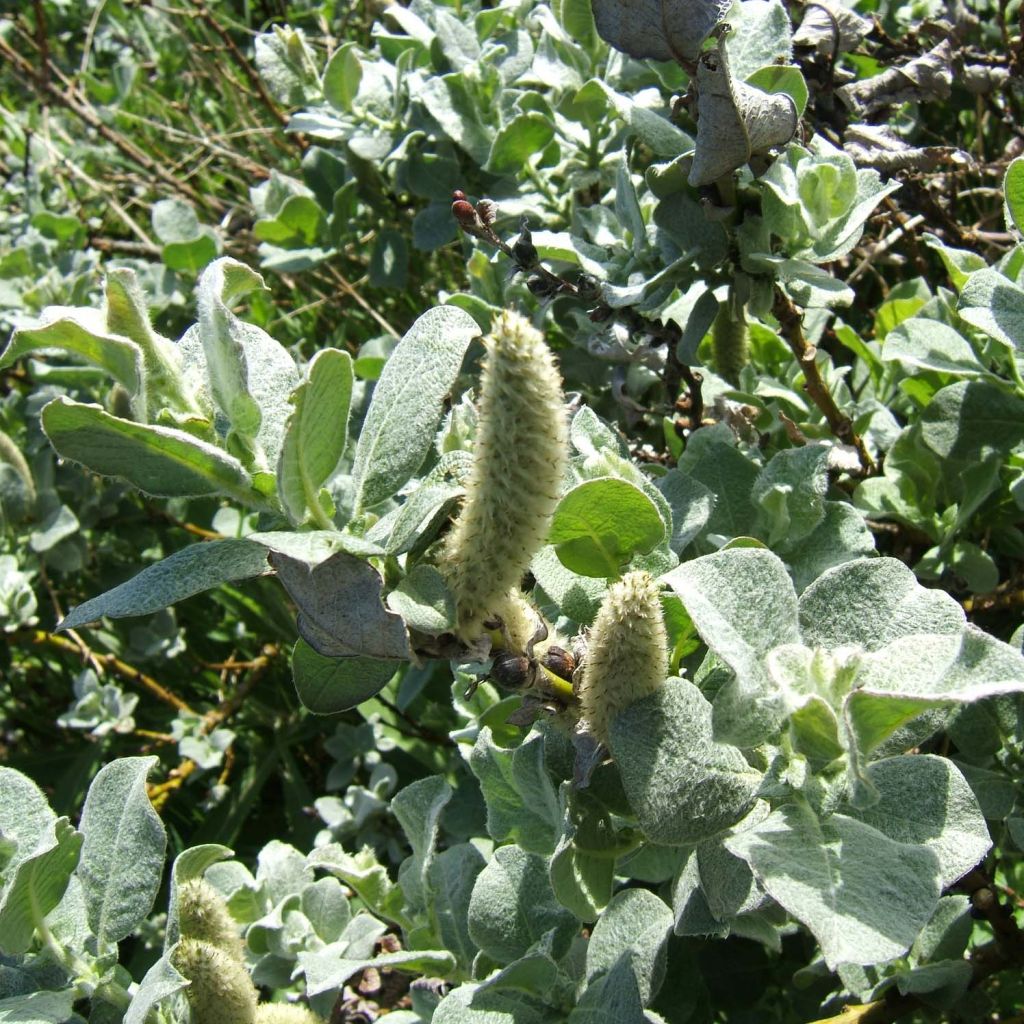 Salix lanata - Saule laineux
