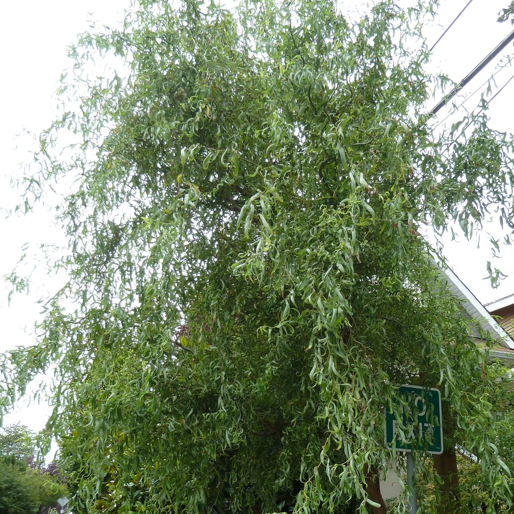 Saule de Pékin tortueux - Salix matsudana (babylonica) Tortuosa