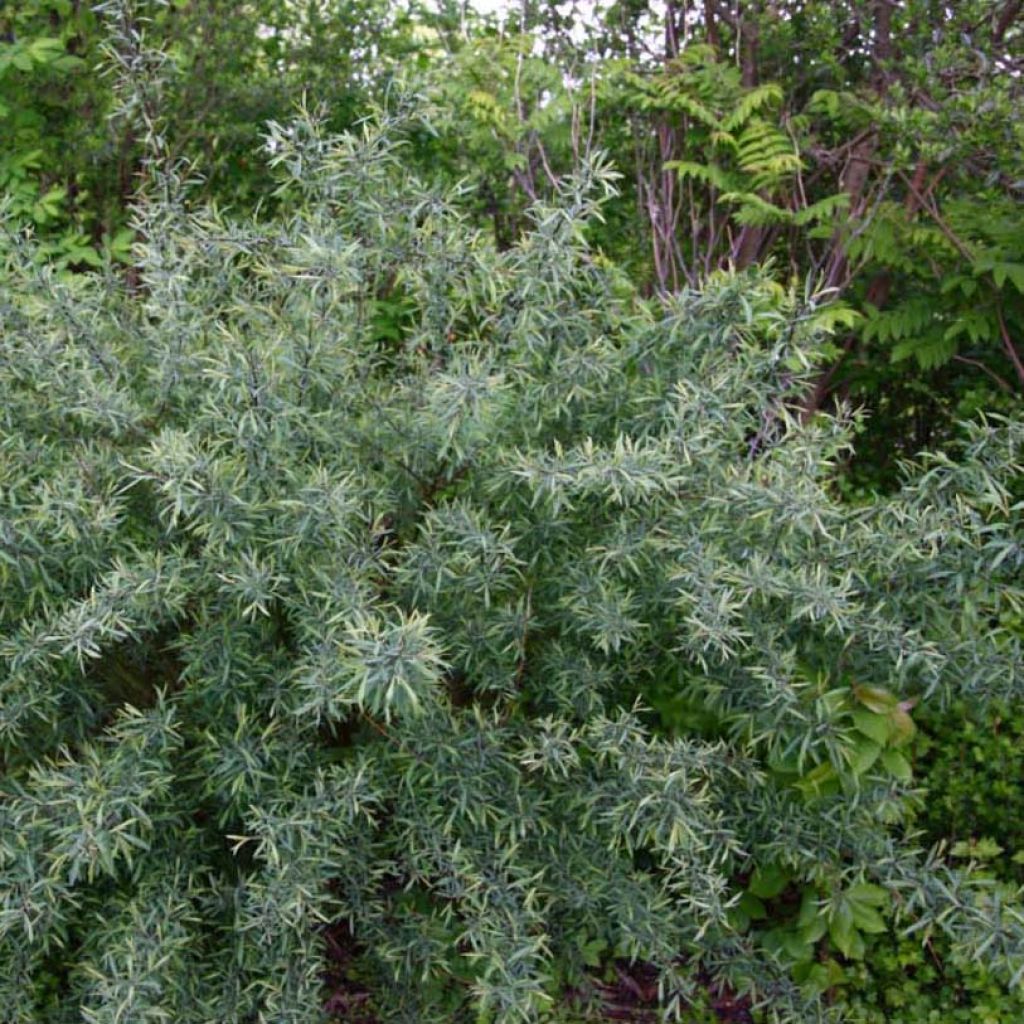 Salix purpurea Nana - Saule rouge