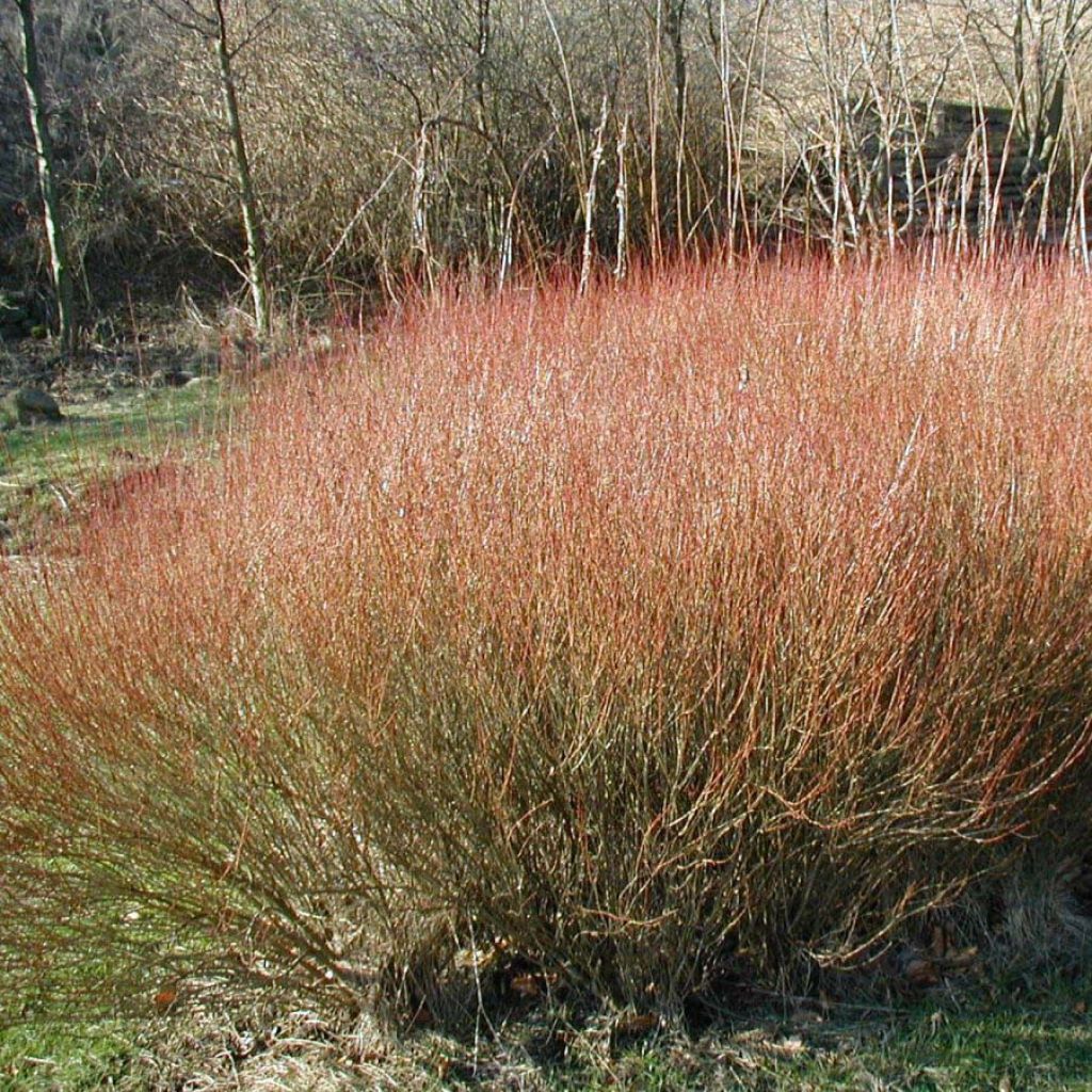 Salix purpurea Nana - Saule rouge
