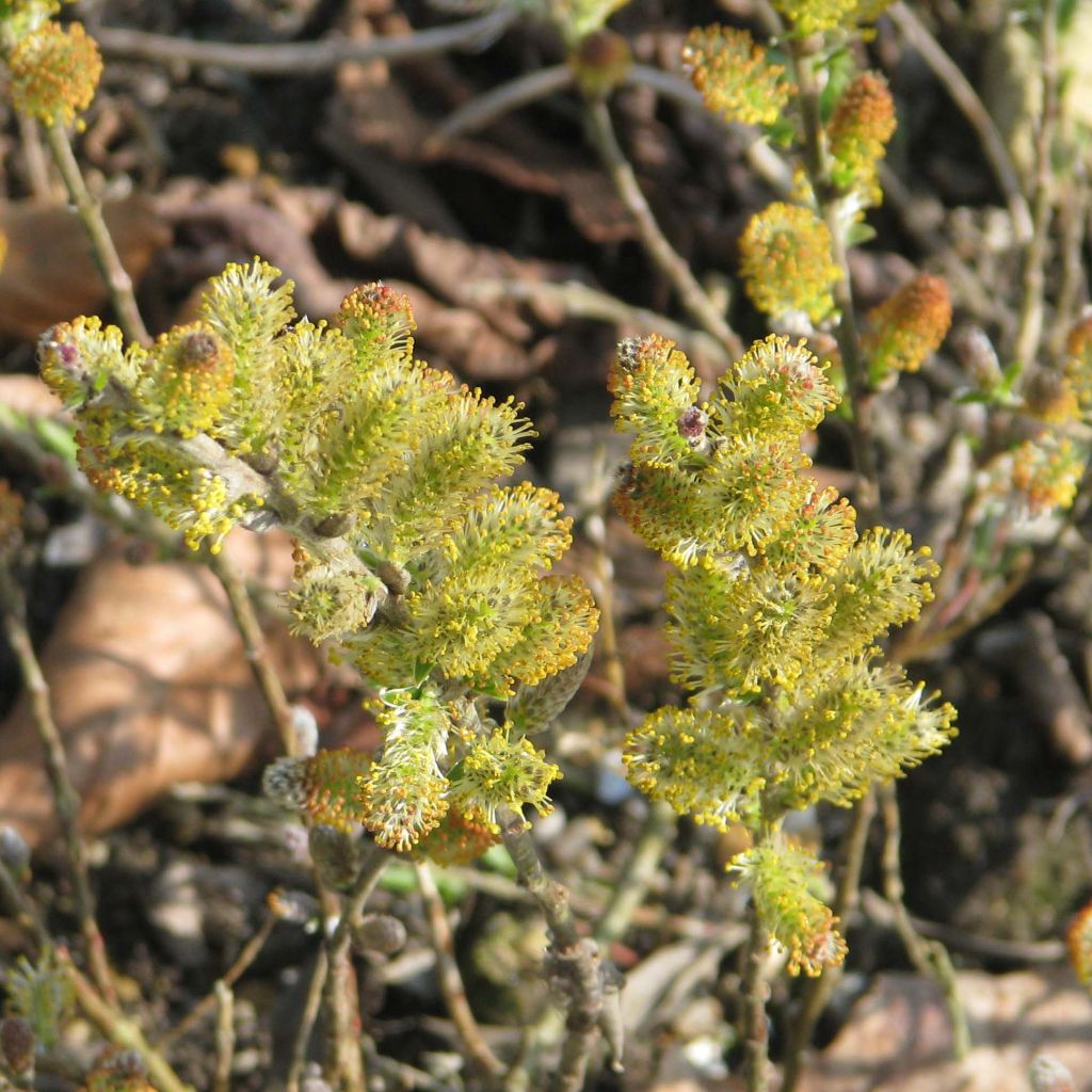 Salix subopposita - Saule nain