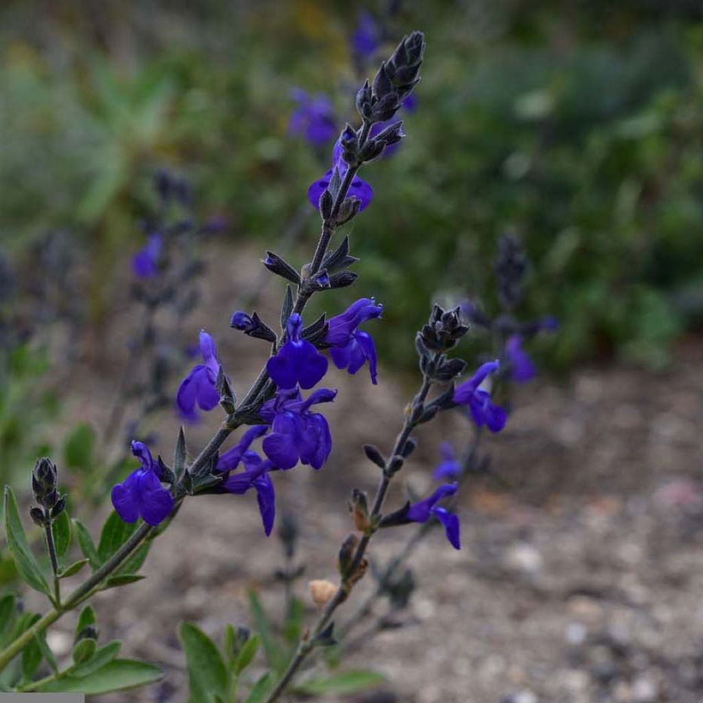 Sauge arbustive - Salvia Blue Note®