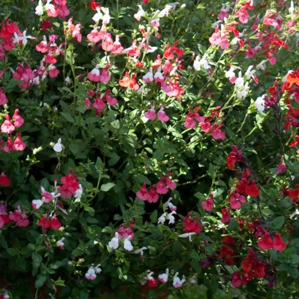 Sauge arbustive - Salvia microphylla Hot Lips