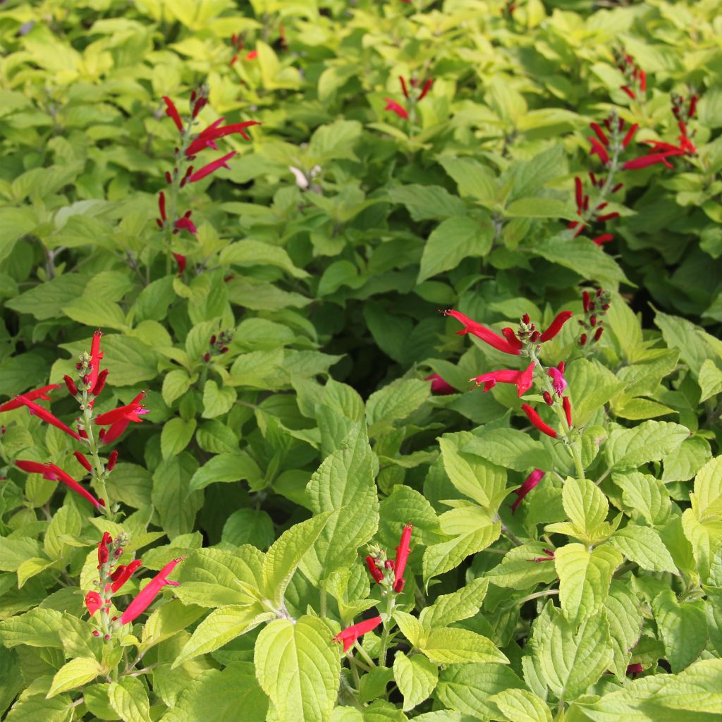 Salvia elegans Golden Delicious - Sauge ananas dorée