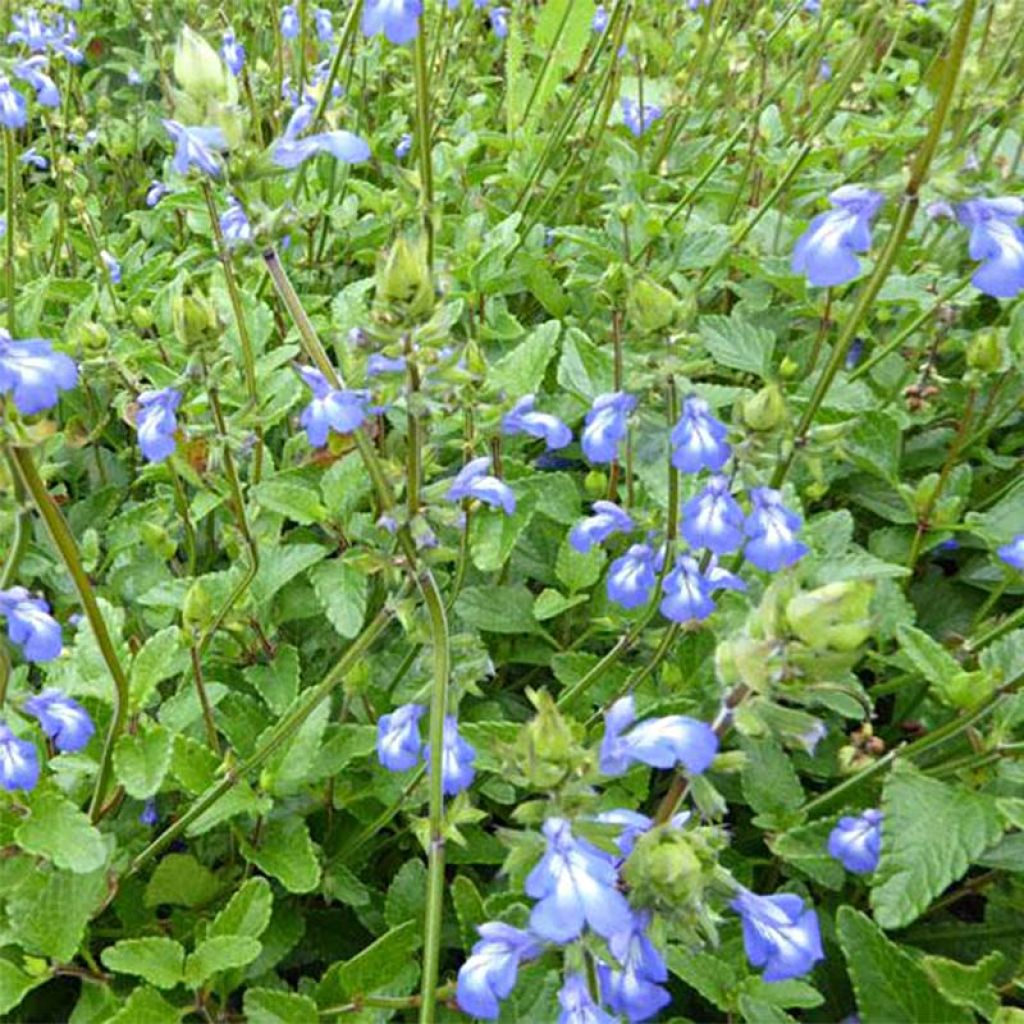 Salvia forreri - Sauge de Forrer