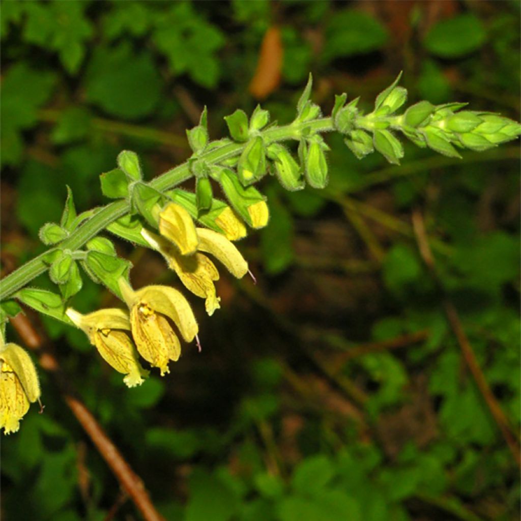 Salvia glutinosa - Sauge glutineuse