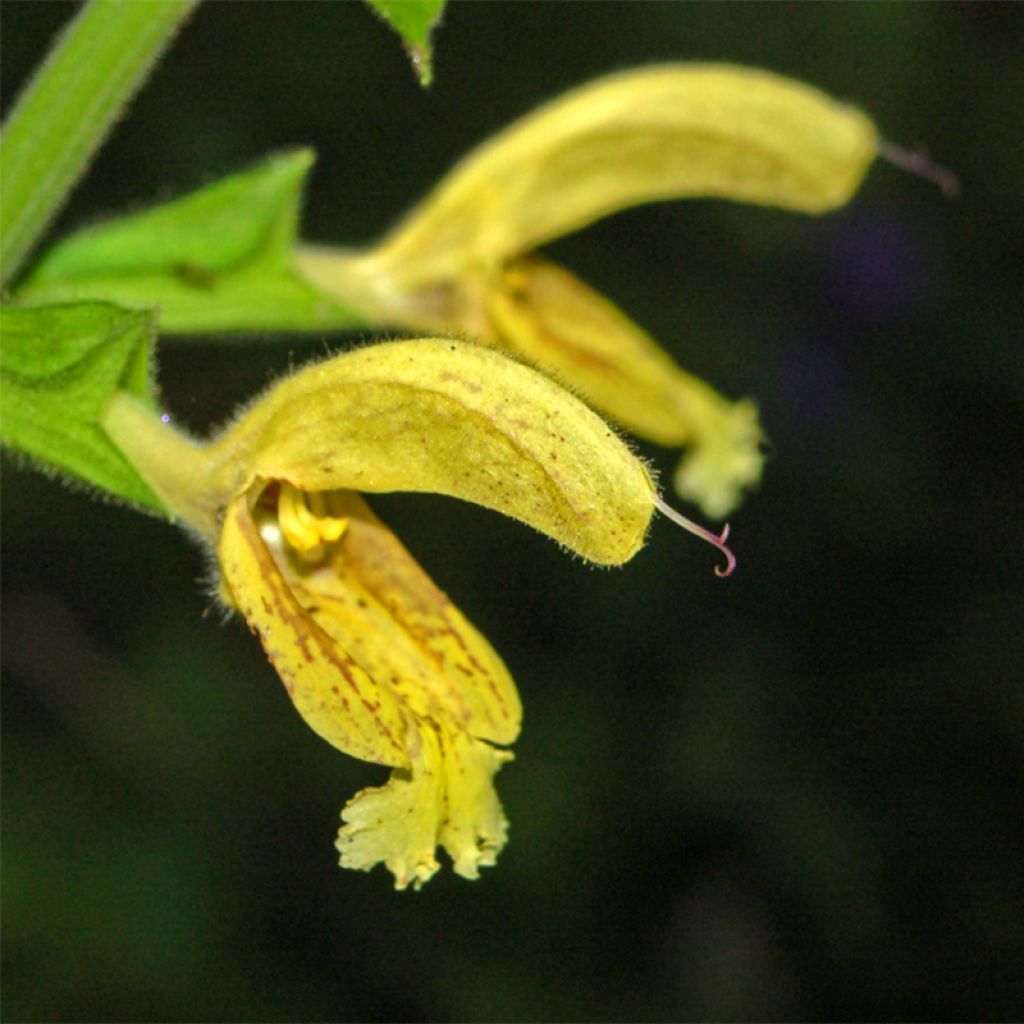 Salvia glutinosa - Sauge glutineuse