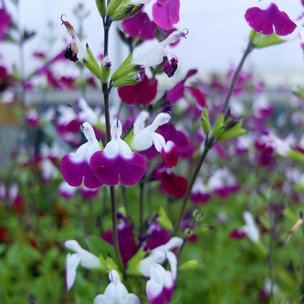 Sauge arbustive Amethyst Lips - Salvia greggii