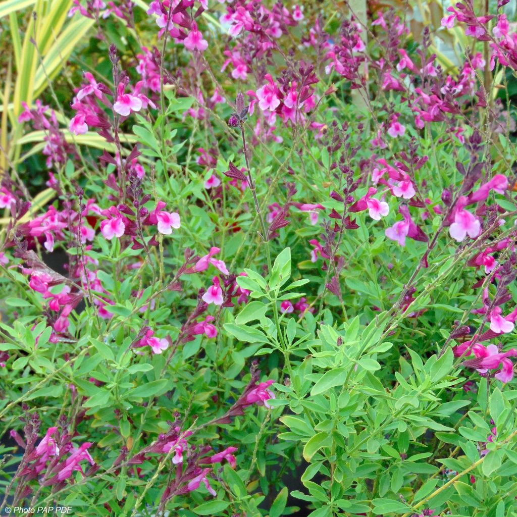 Sauge arbustive rose pâle et rose vif - Salvia greggii Icing Sugar 
