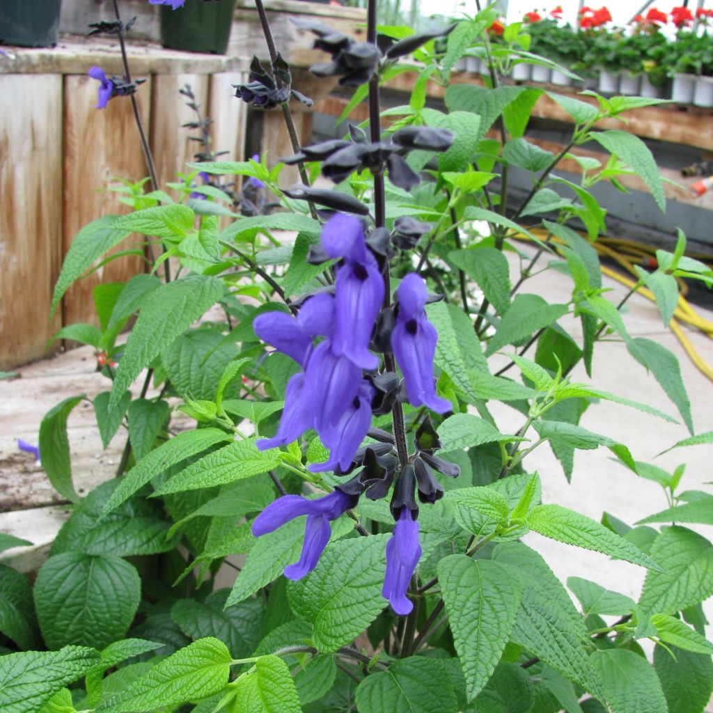 Sauge arbustive - Salvia guaranitica Black and Blue