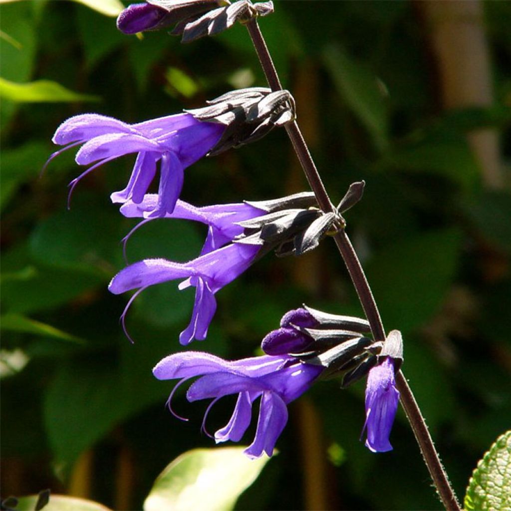 Sauge arbustive - Salvia guaranitica Black and Blue