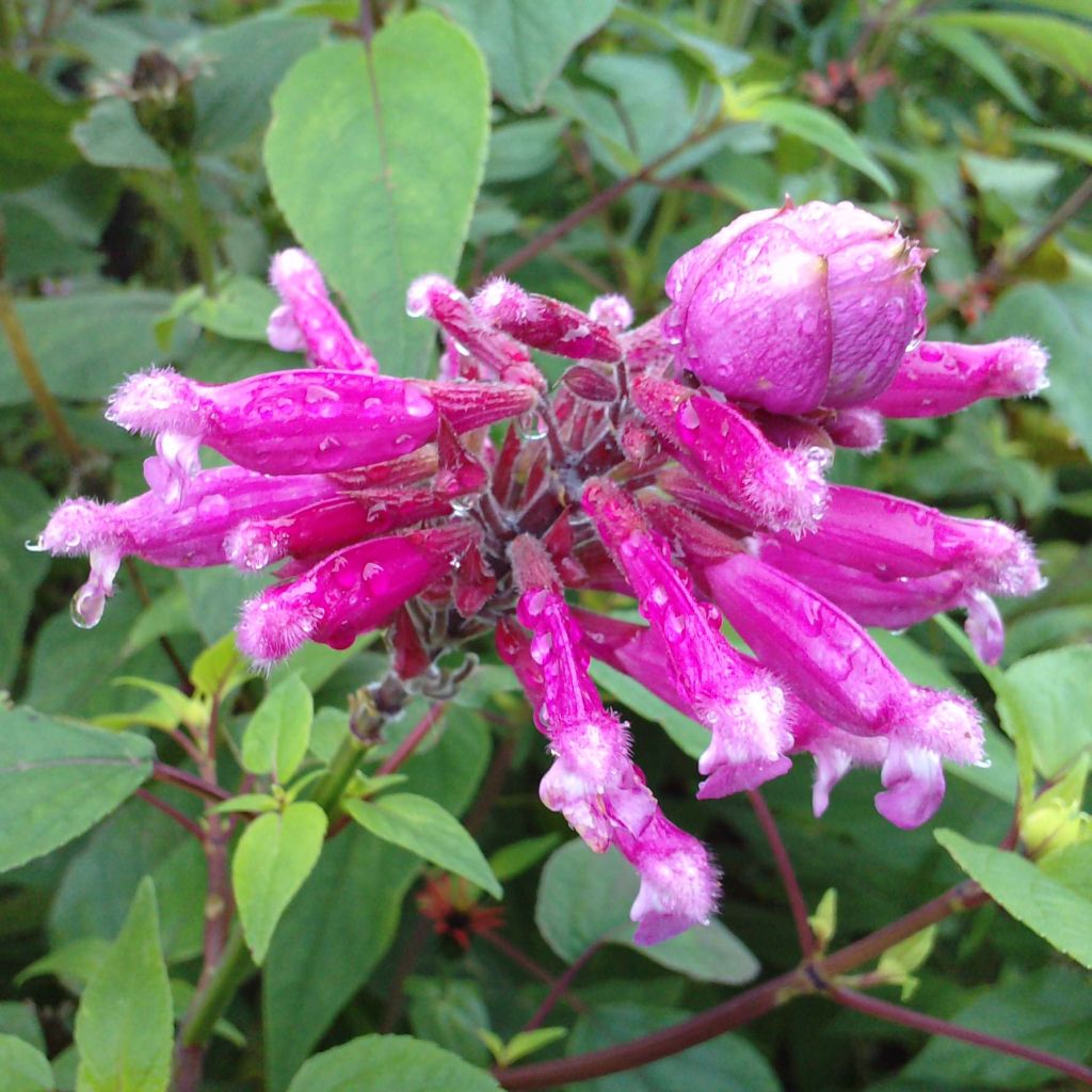 Salvia involucrata Bethelii - Sauge involucre