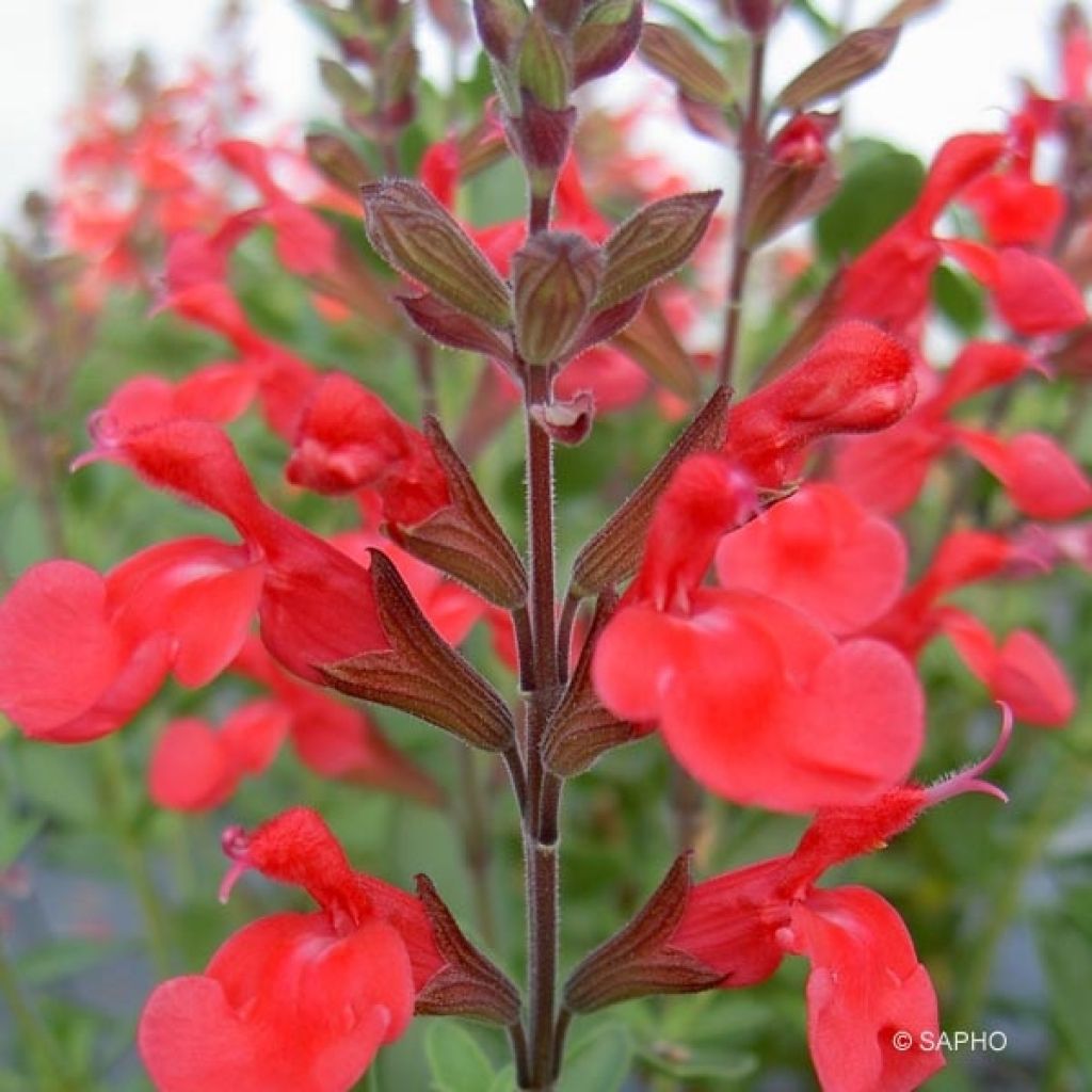 Sauge - Salvia jamensis Flammenn