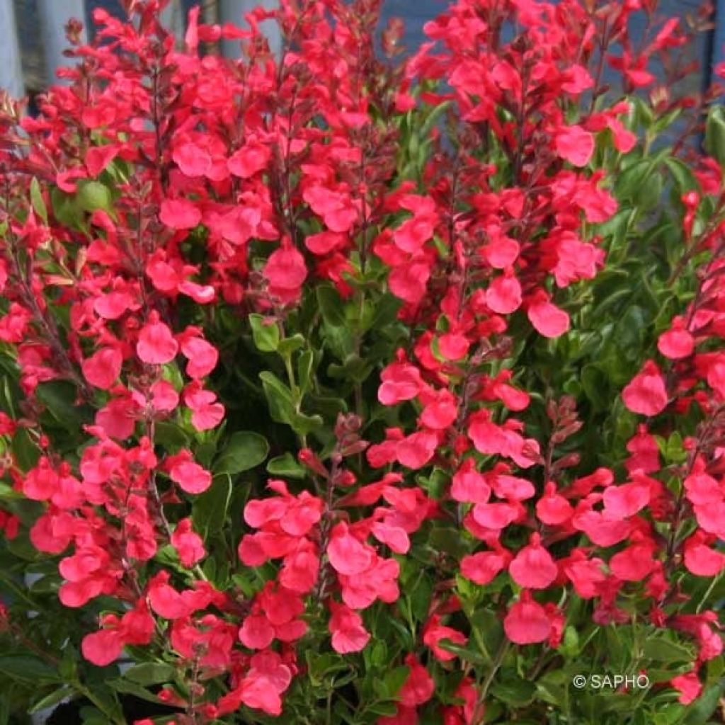 sauge arbustive à fleurs rouges - Salvia 'Flammenn' - plante vivace