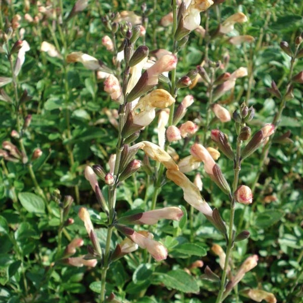 Sauge - Salvia jamensis La Luna