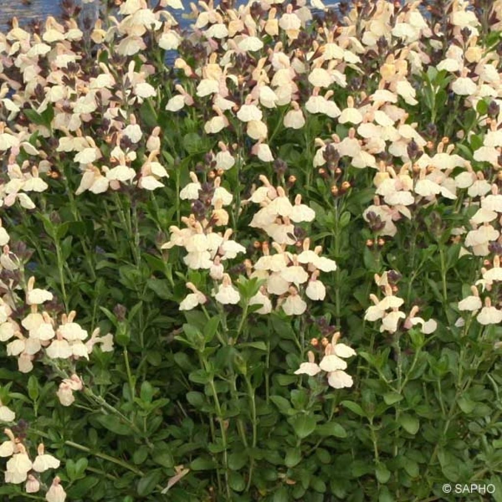 Sauge, Salvia jamensis Melen
