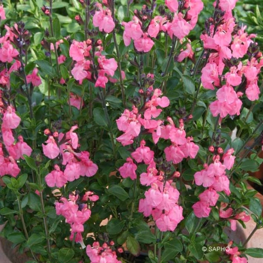 Sauge - Salvia jamensis Pluenn
